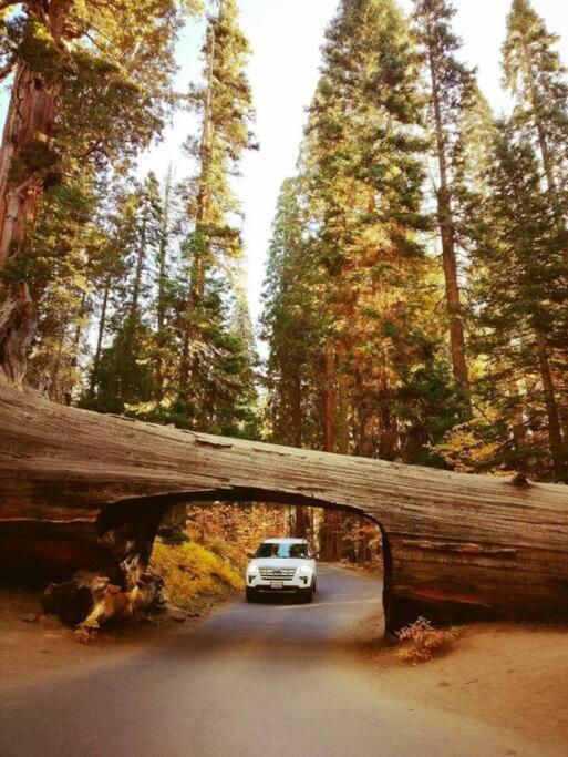 Sequoia Splendor, Inside Kings Canyon Np By Visitors Center Wilsonia Εξωτερικό φωτογραφία