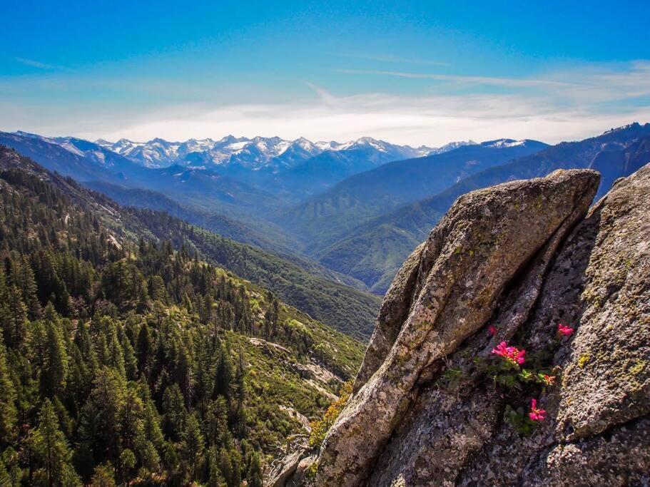 Sequoia Splendor, Inside Kings Canyon Np By Visitors Center Wilsonia Εξωτερικό φωτογραφία