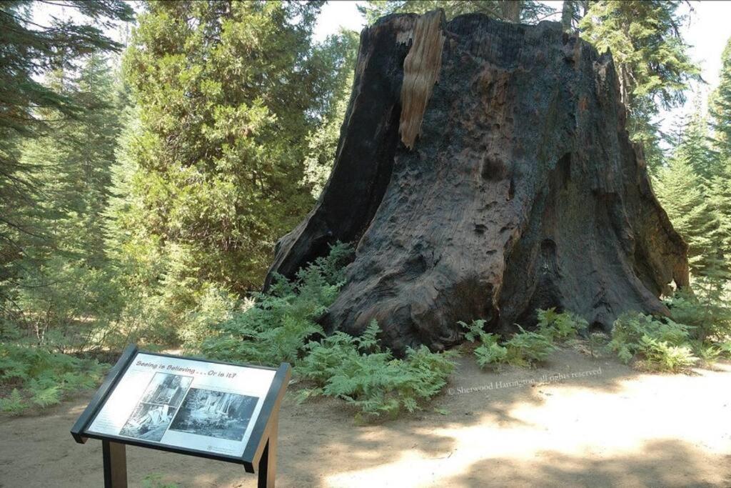 Sequoia Splendor, Inside Kings Canyon Np By Visitors Center Wilsonia Εξωτερικό φωτογραφία